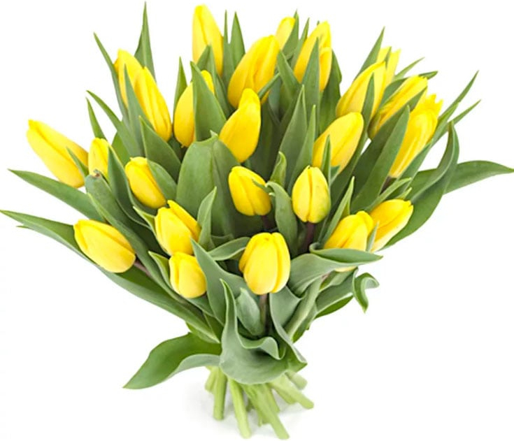 Желтые тюльпаны